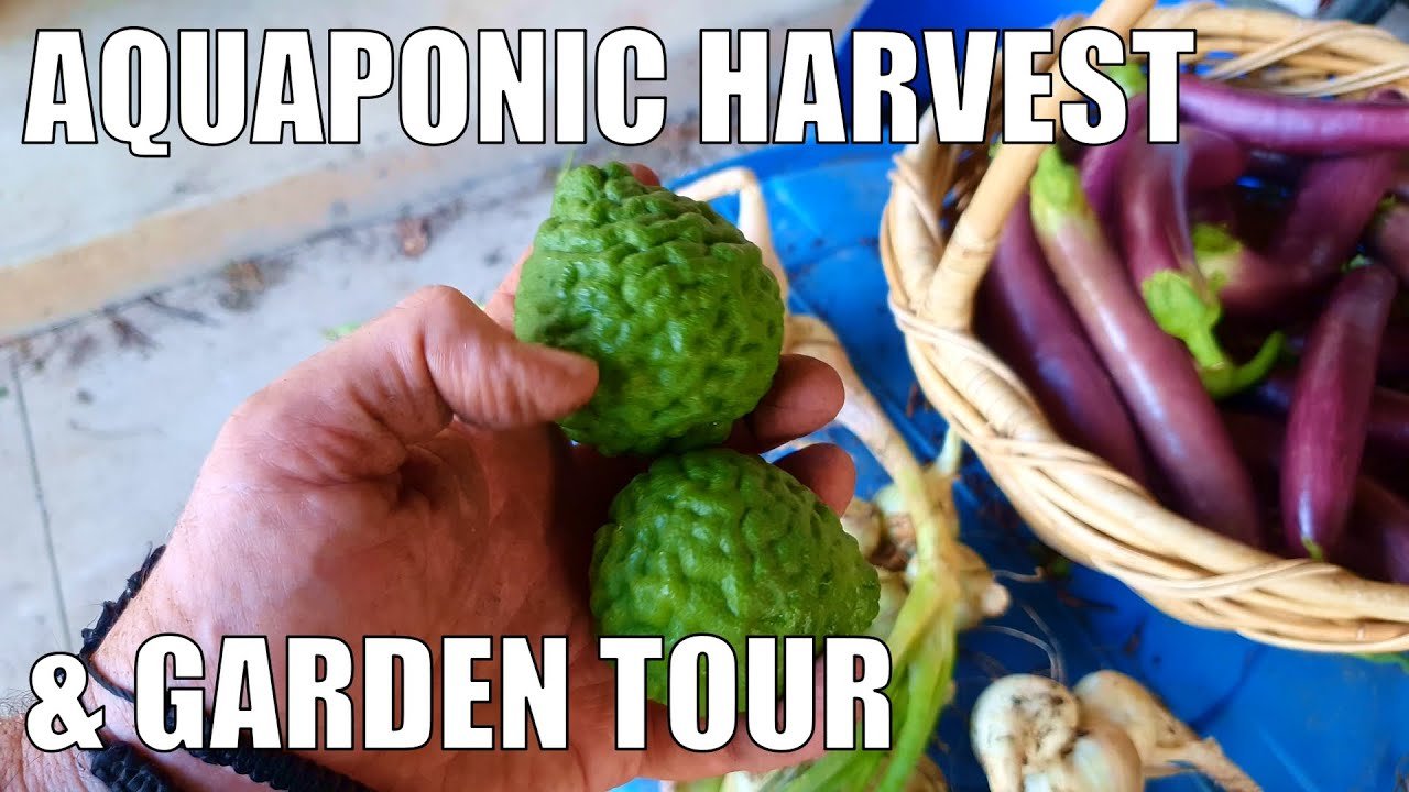 Ultimate Guide to Backyard Aquaponics in Hilo for Green Thumbs